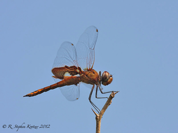 Tramea onusta, male